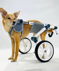 Handicapped Dog Wheelchair